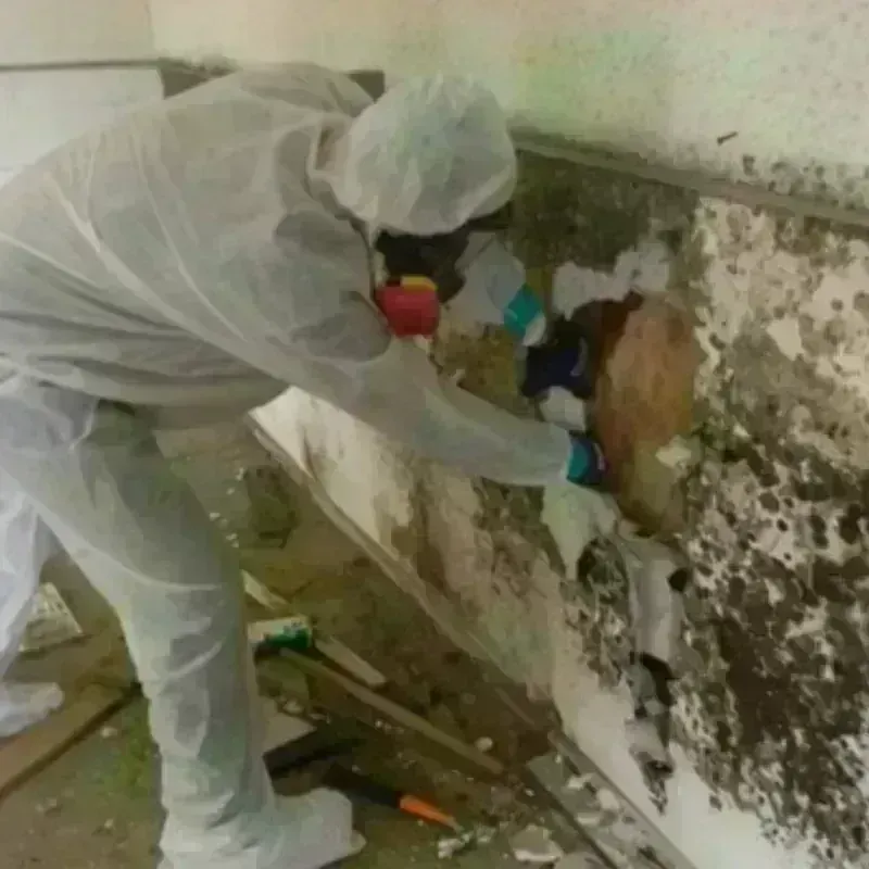 Mold Remediation and Removal in Phillips County, KS